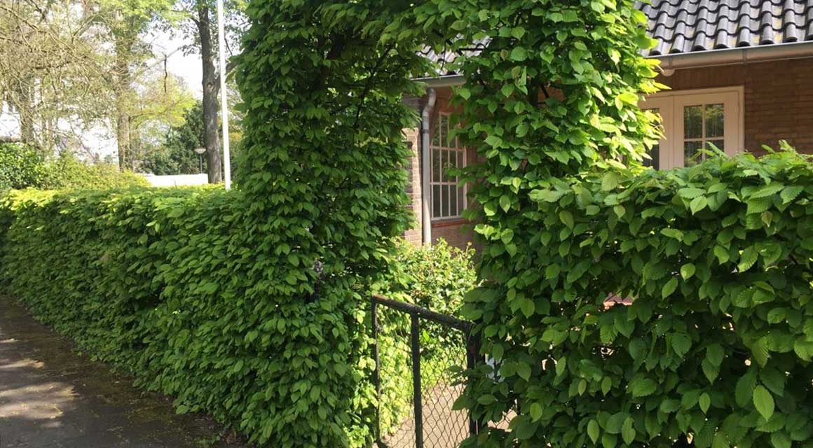 Wintertuin haagbeuk