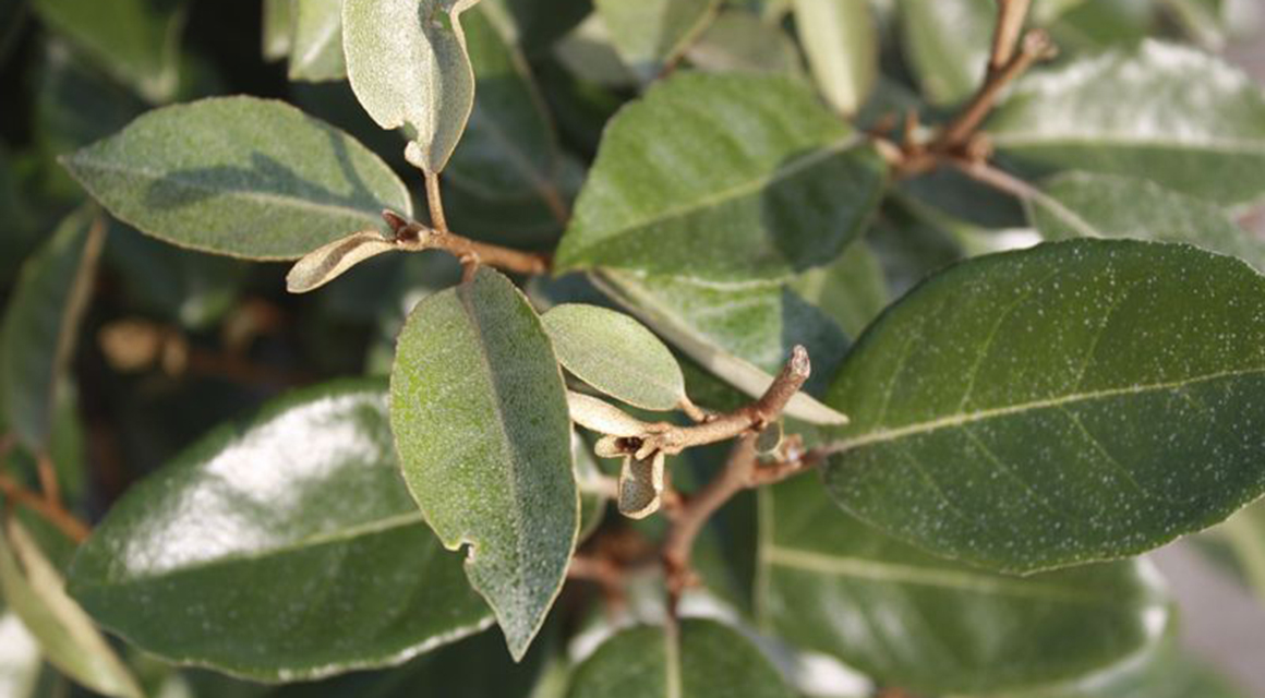 zout altijd slecht voor haagplanten olijfwilg